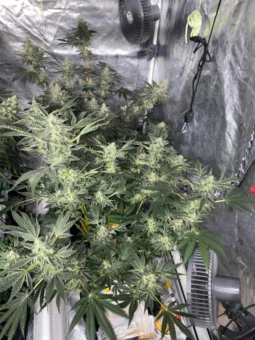 Super Boof by someone other. Week 10