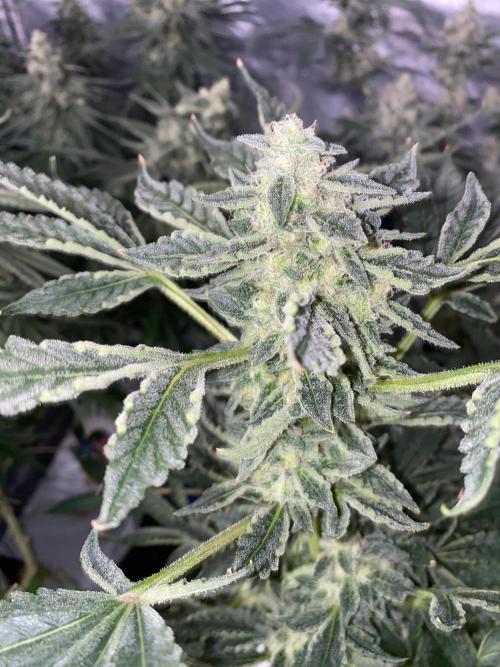 Super Boof by someone other. Week 10