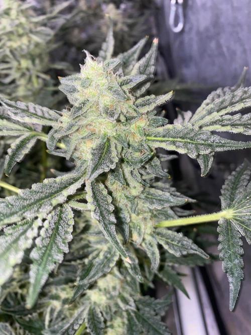 Super Boof by someone other. Week 10