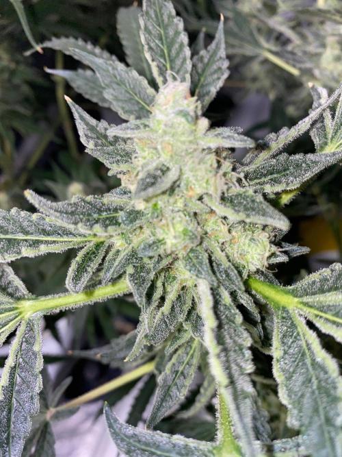 Super Boof by someone other. Week 10