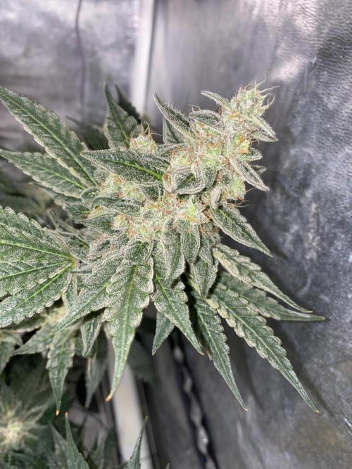 Super Boof by someone other. Week 10