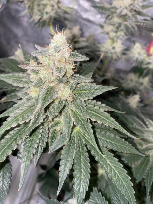Super Boof by someone other. Week 10