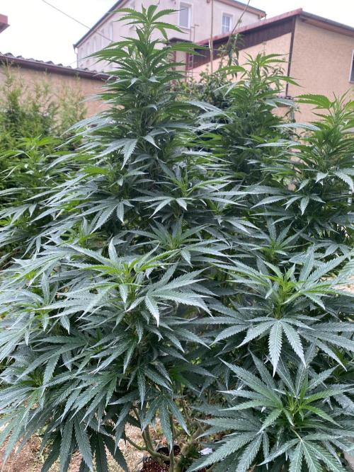 Vanilla?. Week 18