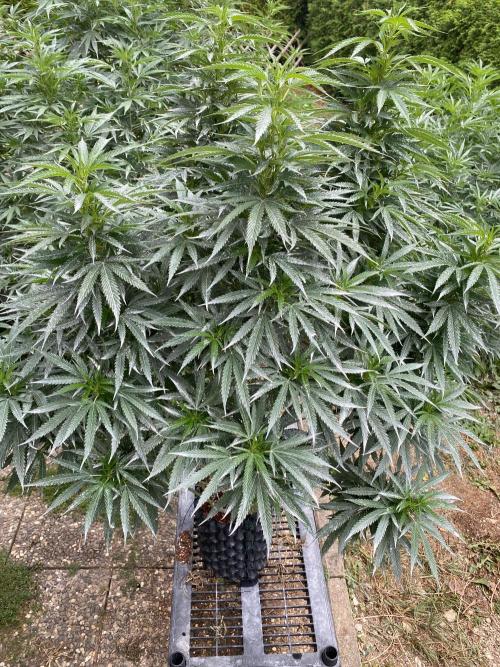 Vanilla?. Week 18