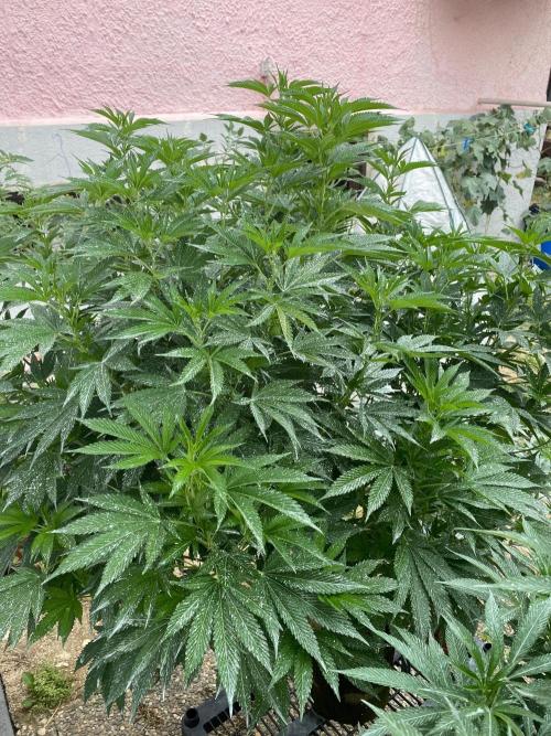 Bananaconda. Week 21