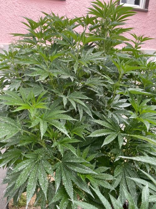 Bananaconda. Week 21