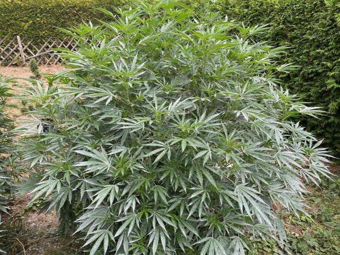 Perma Outdoor. Week 20