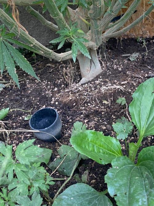 Perma Outdoor. Week 20