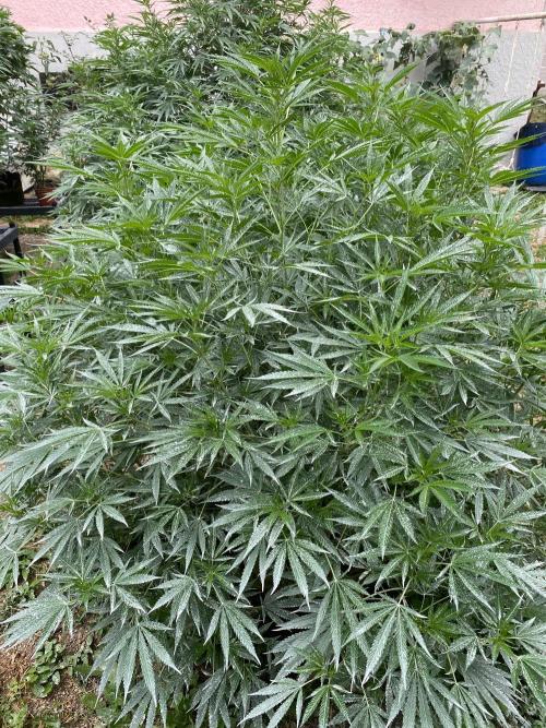 Perma Outdoor. Week 20