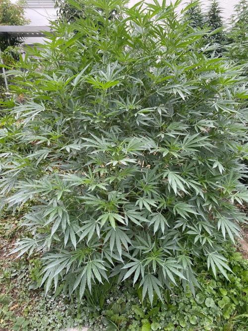 Perma Outdoor. Week 20