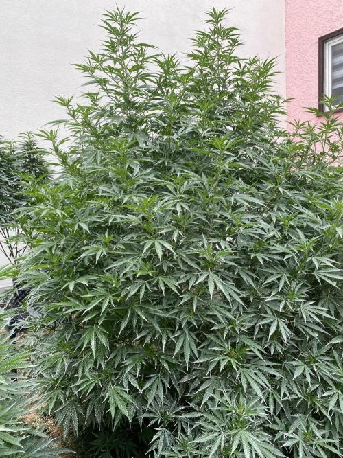 Chimera cut. Week 17