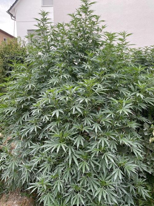 Chimera cut. Week 17