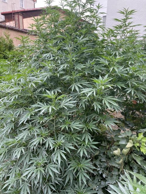 Chimera cut. Week 17