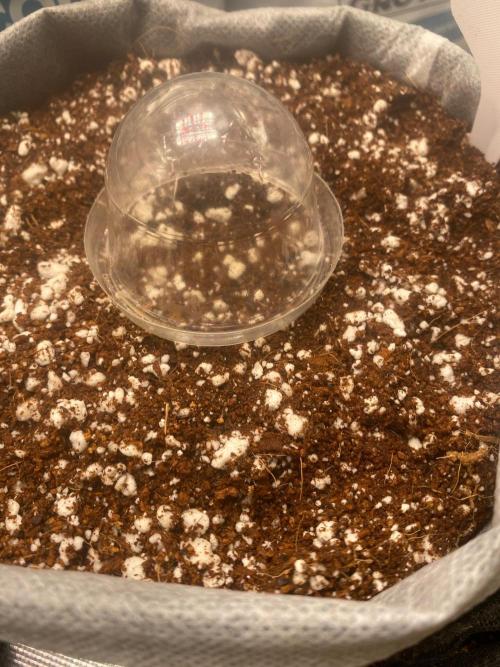 Purple Lemon but the new one RF3. Week 0