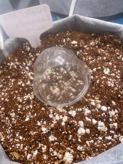Purple Lemon but the new one RF3. Week 0