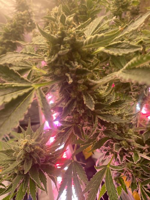 Super Boof by someone other. Week 11