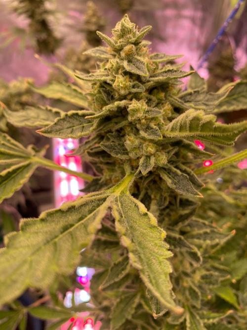 Super Boof by someone other. Week 11