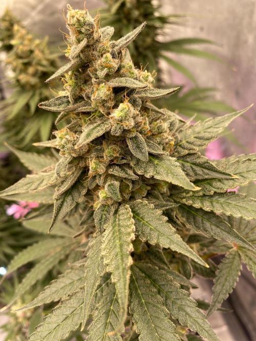 Super Boof by someone other. Week 11