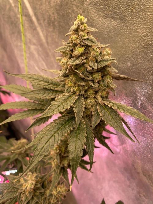 Super Boof by someone other. Week 11