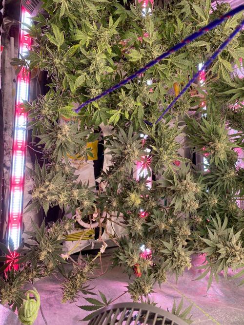 Super Boof by someone other. Week 11