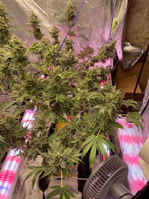 Super Boof by someone other. Week 11
