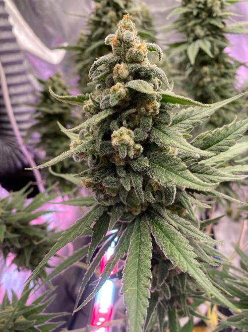 La Kush Cake. Week 11