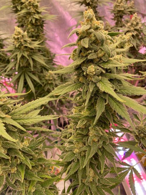 La Kush Cake. Week 11