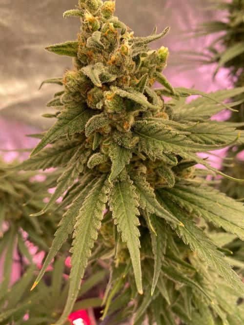 La Kush Cake. Week 11