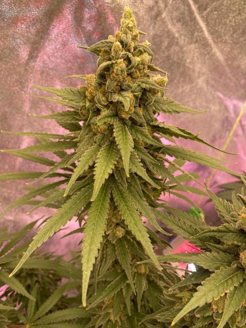 La Kush Cake. Week 11