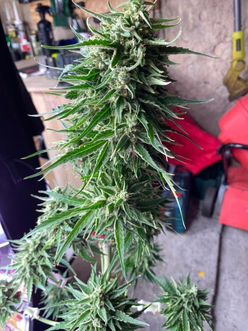 Runtz f1 in a cube. Week 10
