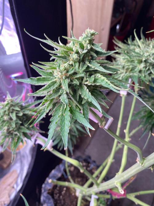 Runtz f1 in a cube. Week 10