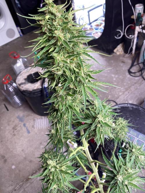 Runtz f1 in a cube. Week 10