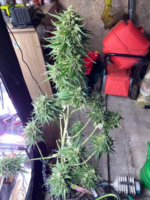 Runtz f1 in a cube. Week 11