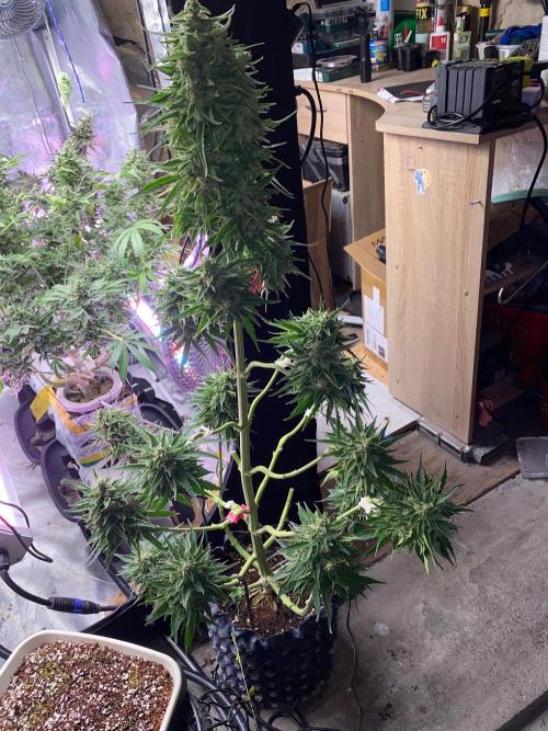 Runtz f1 in a cube. Week 11