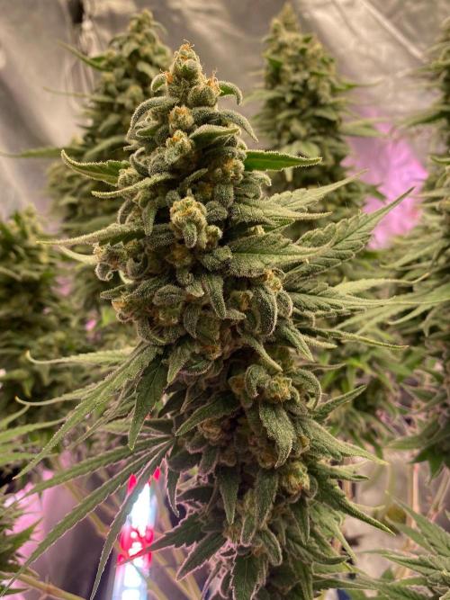 La Kush Cake. Week 12