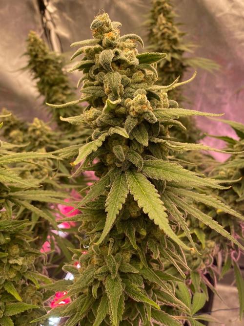 La Kush Cake. Week 12