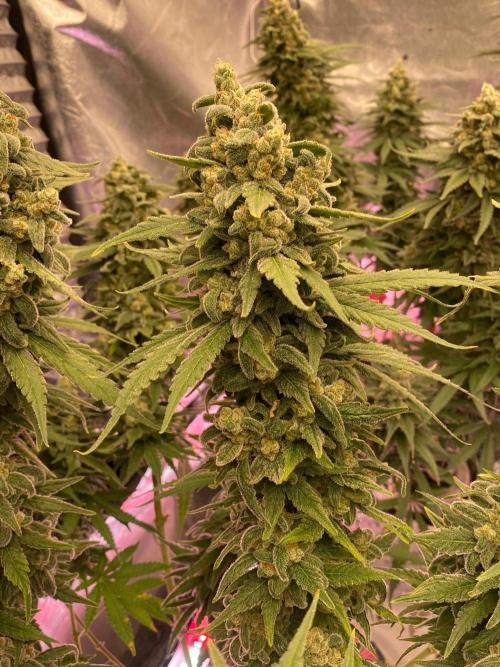 La Kush Cake. Week 12