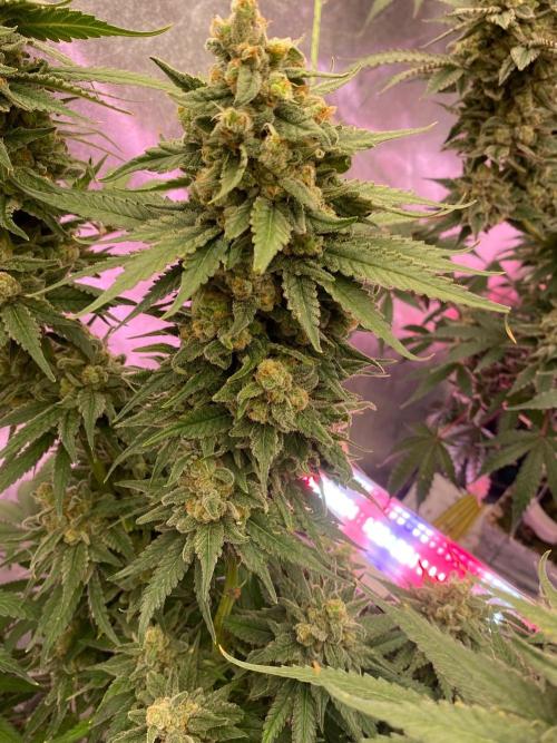 La Kush Cake. Week 12
