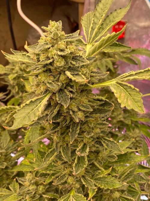 Super Boof by someone other. Week 12