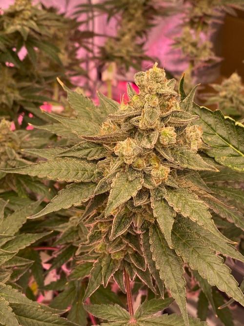 Super Boof by someone other. Week 12
