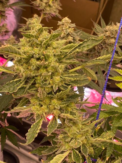 Super Boof by someone other. Week 12