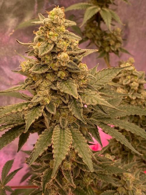Super Boof by someone other. Week 12