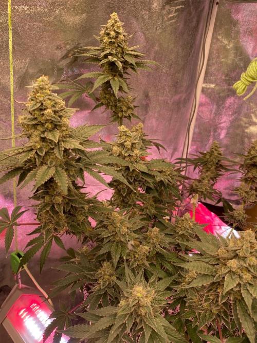 Super Boof. Week 12