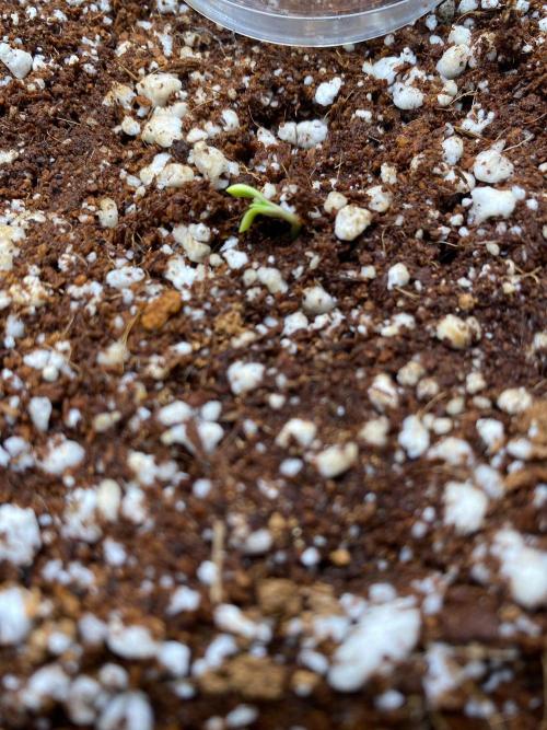 Purple Lemon but the new one RF3. Week 1