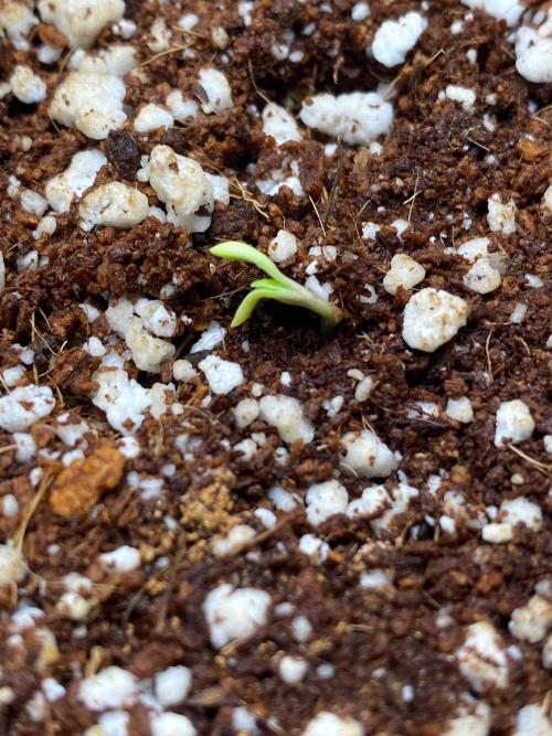 Purple Lemon but the new one RF3. Week 1