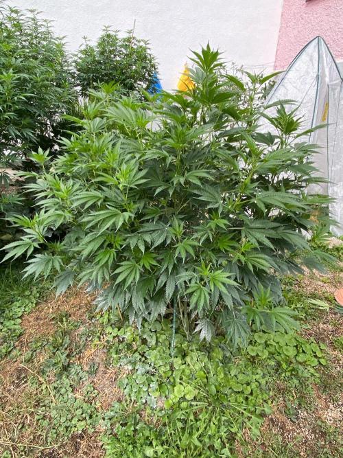 Dante’s Inferno Outdoor 2026. Week 16