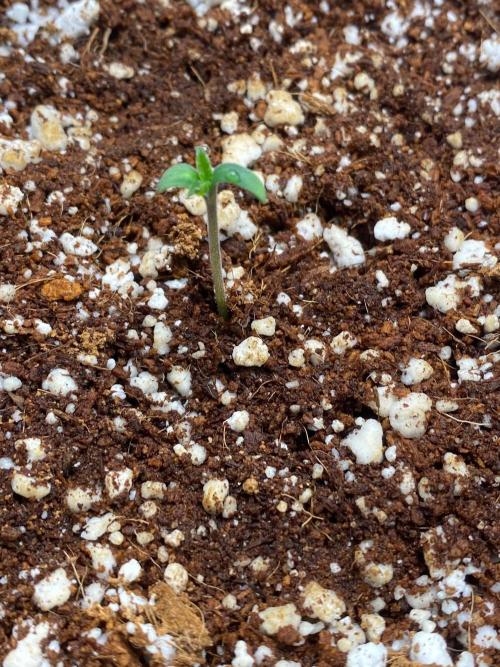 Purple Lemon but the new one RF3. Week 1