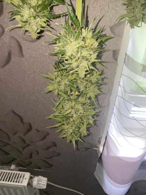 Runtz f1 in a cube. Week 12