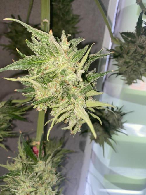 Runtz f1 in a cube. Week 12