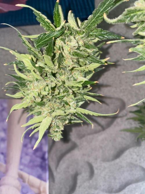 Runtz f1 in a cube. Week 12